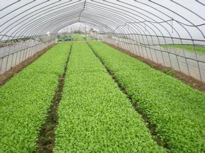 淺談微生物肥的農(nóng)業(yè)應(yīng)用